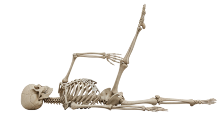 Isolated Human Skeleton