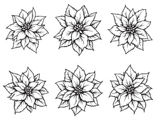 Obraz premium Poinsettia Christmas flower illustration