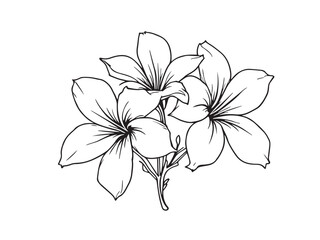 Plumeria botanical drawing