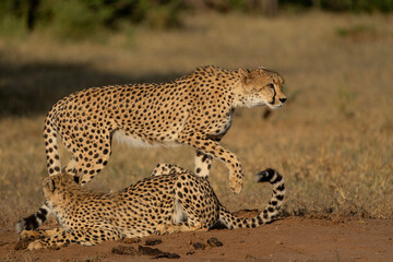 Cheetah (Acinonyx jubatus). A cheetah family of a mother with 5 sub adult cubs was hanging around...