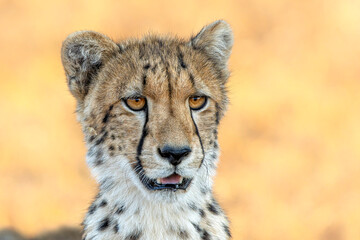Cheetah (Acinonyx jubatus). A cheetah family of a mother with 5 sub adult cubs was hanging around...