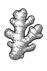 Botanical Engraving of Ginger Root linocut woodcut engraving black and white vegetable illustration