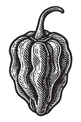 Detailed Habanero in Ink Sketch linocut woodcut engraving black and white vegetable illustration