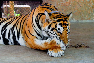 Lazy Bengal tiger lie down on the floor 