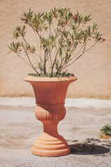 Elegant terracotta planter showcasing vibrant foliage in a sunlit outdoor setting, enhancing natural beauty and serene ambiance