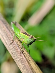 Macro photography of various types of small insects in the morning