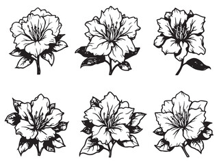 Rhododendron Flower Line Art