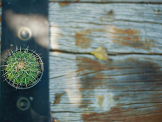 Little cactus on small pot, plant for decoration. Beautiful blooming cactus, selective focus...