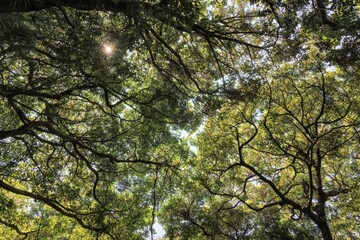 Fototapeta premium 日本周遊 酷暑の横浜三渓園