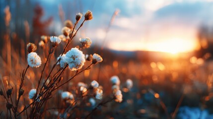 A serene landscape featuring blooming flowers illuminated by a warm sunset, capturing the beauty of nature and the tranquility of golden hour light over a grassy field.