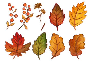 watercolor hand drawn Autumn leaves