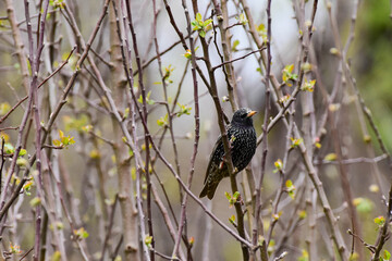 European Starling bird, Sturnus Vulgaris perched on atree branch in spring season. Romania Wildlife in Natural Habitat