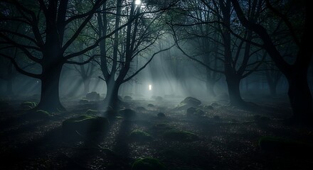 Mysterious foggy forest with bare trees and an eerie light source creating a haunting atmosphere.