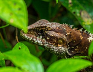 Naklejka premium Lizard Portrait, Rainforest Foliage