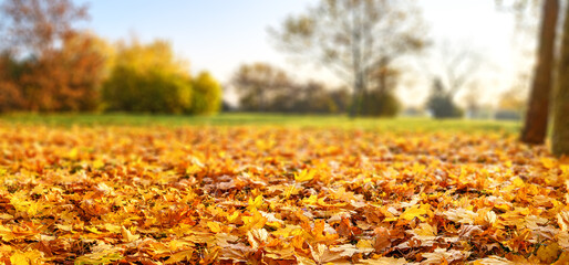 orange and red fall leaves, autumn natural background in park