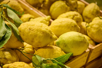 Fresh Lemons Pile, Citrus limon, Yellow Fruit with Leaves