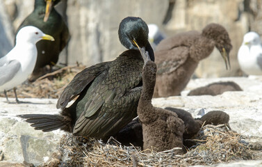 Cormoran huppé, nid, jeune,Phalacrocorax aristotelis, European Shag