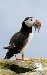 Macareux moine, poissons,Fratercula arctica, Atlantic Puffin, Lançon, Hyperoplus lanceolatus