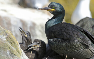 Cormoran huppé, nid, jeune,Phalacrocorax aristotelis, European Shag