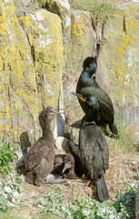 Cormoran huppé, nid, jeune,Phalacrocorax aristotelis, European Shag
