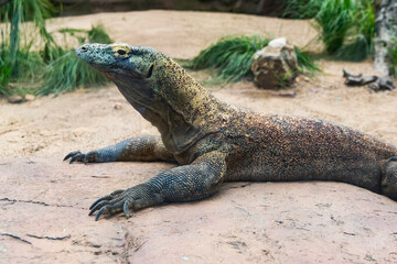 Komodo dragon laying on stone in dry enclosure habitat, body fully extended with focused gaze, showcasing rugged scales and clawed limbs