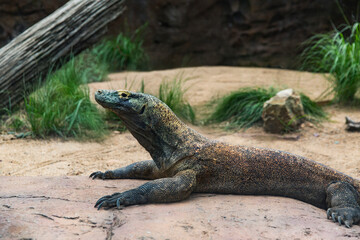 Komodo dragon laying in sandy zoo enclosure, surrounded by rocks and greenery, reflected glass wall...