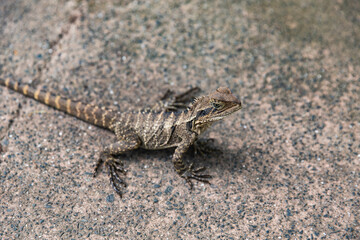 Close-up view of eastern water dragon lizard on rough pavement, detailed head and body scales visible, reptile looking alert and aware