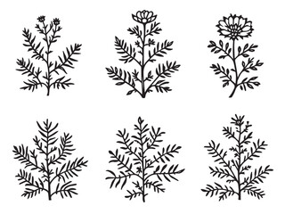 Realistic Sea Holly Line Art