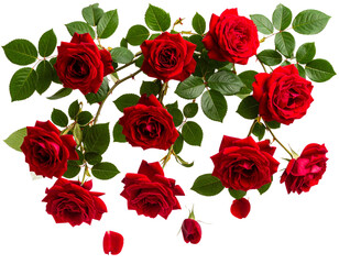  Cascading Rose Bush Branch with Curved Stems and Petals, Top-Down Angle, isolated