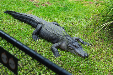 Alligator lying motionless on bright green grass in outdoor enclosure, dark textured scales and muscular body fully visible in relaxed pose