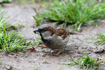 House sparrow, male close-up, Passer domesticus, searching and eating insects on garden ground. Wild Bird Natural Feeding.Romania Wildlife in Natural Habitat.