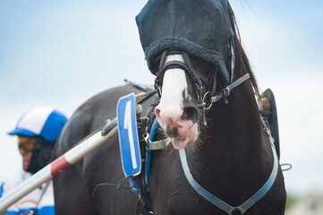 orlov trotter closeup head portrait in sport harness after the race on hippodrome