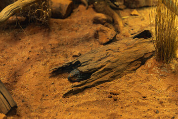Shingleback lizard partially hidden under log in desert-themed enclosure, visible head and stubby tail among dry red sand and rocks