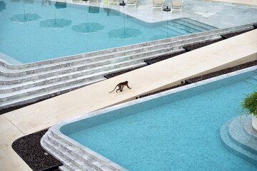 Obraz premium Monkey Walking on Path Near Swimming Pools