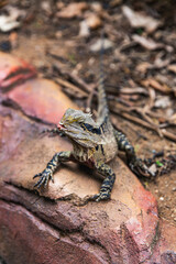 Indian star tortoise slowly walking in leaf-littered enclosure, striking radiating patterns on high-domed carapace stand out against earthy background