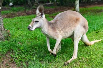 Fototapeta premium Red kangaroo moving across grassy terrain with upright posture, large ears pointed forward and muscular limbs highlighted by natural sunlight