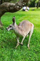 Side profile of kangaroo standing on green grass in park, surrounded by trees and distant people, captured in daylight natural setting