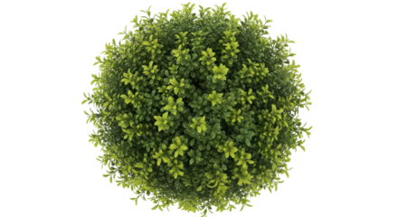 Isolated Topiary