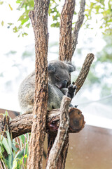 Vertical shot of sleeping koala resting comfortably in tree branches, tucked into a natural cradle formed by intersecting wooden limbs