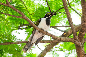 Black and white bird perched on tree branch with vibrant green foliage, bright natural lighting and sharp yellow eye contrast in forest setting