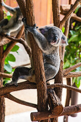 Koala sleeping while tightly holding onto tree branches, limbs wrapped securely, peaceful face and soft light in indoor wildlife enclosure