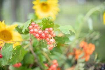 A small sunflower. Natural background of plants. Summer colors of fresh greenery.