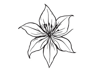 Spider Lily Flower Minimalist Art