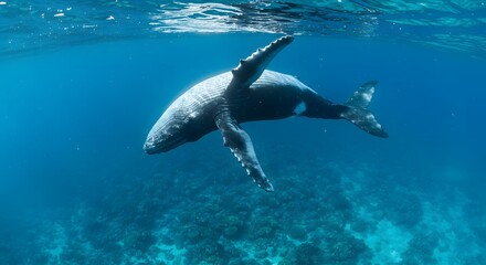 Obraz premium Whale swimming underwater ocean