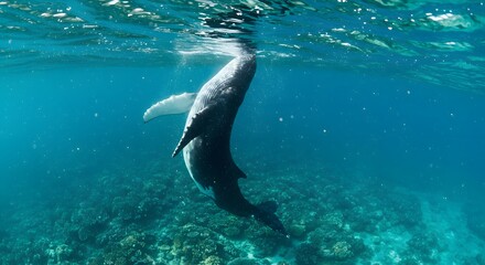 Fototapeta premium Whale upright underwater ocean reef