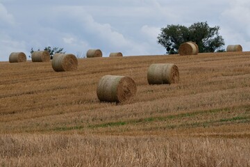 Field with bales of hay in autumn