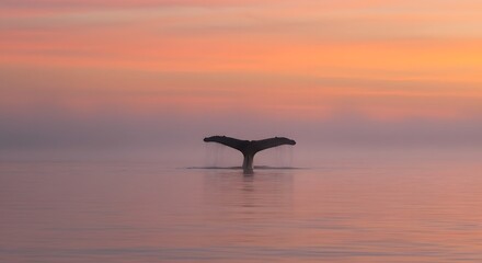 Fototapeta premium Whale tail sunset ocean