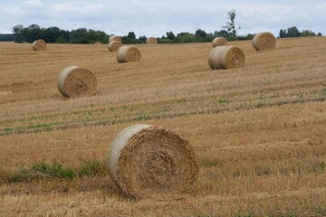 Fototapeta premium Field with bales of hay in autumn