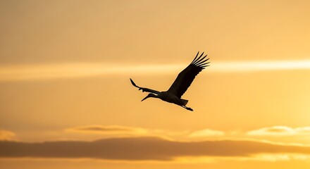 Fototapeta premium Stork in flight against a golden sunset sky, wings spread wide.