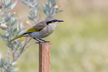 Singing Honeyeater Perched on Wooden Post